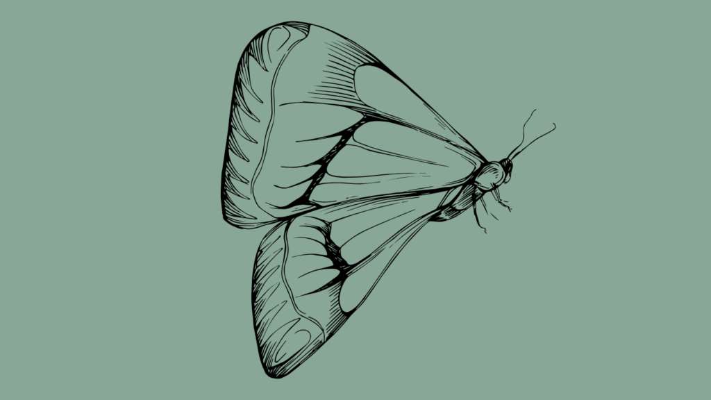 image of butterfly