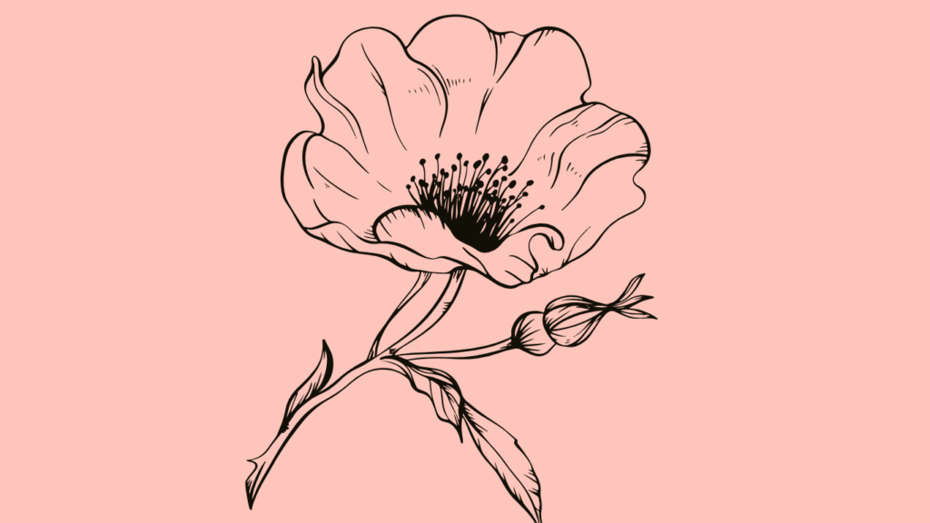 image of poppy flower